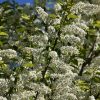 Chokecherry Canada Red #3 MS - Image 2
